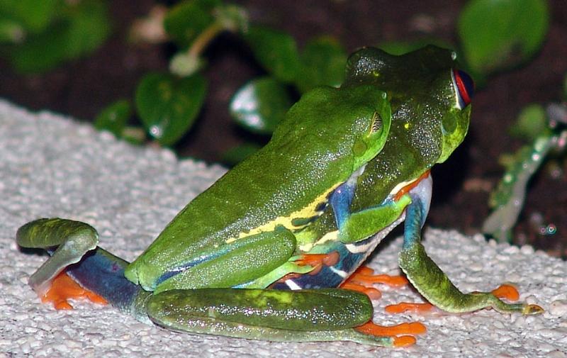 Red Eyed Tree Frogs